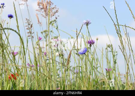 prato con erba alta e fiori selvatici colorati di fronte di cielo blu Foto Stock