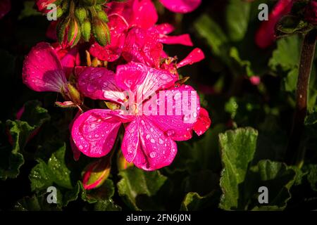 bel fiore rosso con gocce di pioggia Foto Stock