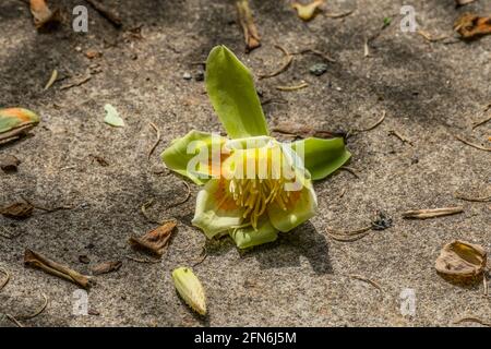 Un fiore caduto dell'albero del tulipano sul terreno di cemento che mostra l'interno ha aperto completamente in una giornata di sole in primavera Foto Stock