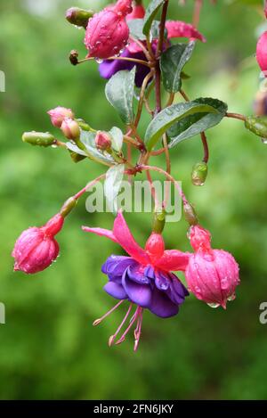 Fuschia pianta in fiore Foto Stock