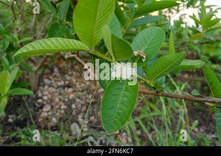 Fiore di Psidium Guajava (Guava) Foto Stock