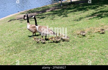 L'oca di madre e padre che conduce la famiglia giù al Acqua in una soleggiata giornata di primavera in Irvine California Foto Stock