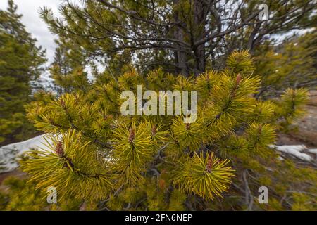 Primo piano di aghi, rami di un pino visto nella foresta boreale del Canada settentrionale. Verde luminoso, albero sano nel deserto. Foto Stock