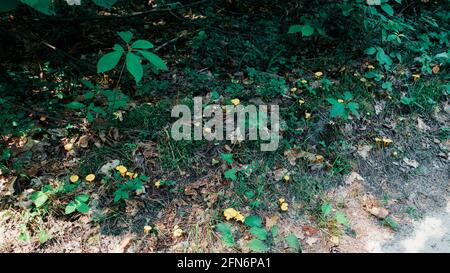 I funghi chanterelle giallini crescono in grandi quantità Foto Stock