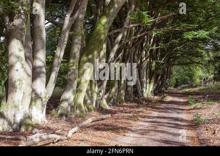 Un sentiero lungo un bel viale di faggio vicino a Chilgrove, South Downs National Park, West Sussex, Inghilterra, Regno Unito Foto Stock