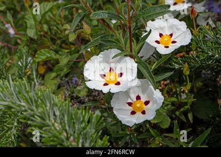 Cistus ladanifer o labdanum o pianta di fioritura di rockrose di gomma. Fiori bianchi marroni macchiati con petali sbriciolati Foto Stock