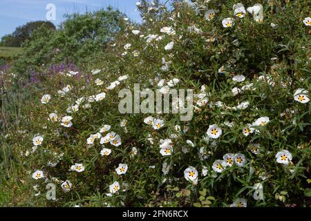 Piante da fiore di cistus ladanifer o labdanum o di gomma rockrose. Abbondanza di fiori macchiati bianchi. Foto Stock