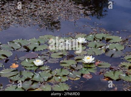 Fiori d'acqua bianchi nel laghetto decorativo. Ninfea alba. Foto Stock