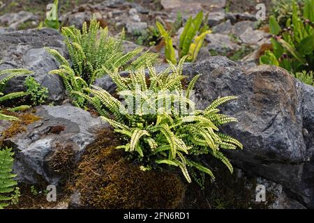 Asplenium tricomani o splenwort di maienhair. Piccola pianta di felce luminosa Foto Stock