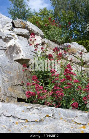 Centranthus ruber piante in fiore sulle rocce. Fiori rossi valeriani. Foto Stock