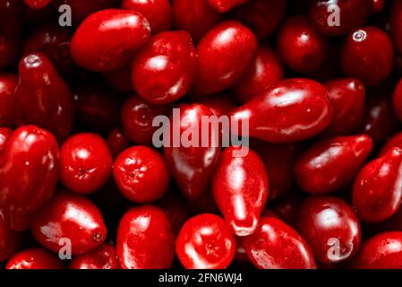 Un sacco di frutti di legno di dogwood rosso brillante. Foto Stock