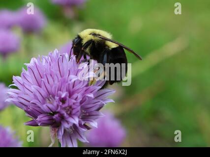 Bumblebee impollinando un porpora fresco Guava fiore fiorire in il giardino Foto Stock