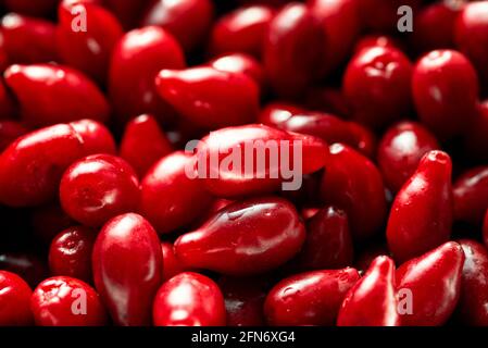 Un sacco di frutti di legno di dogwood rosso brillante. Foto Stock