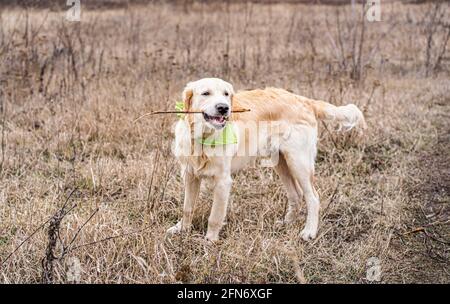 Bel cane che tiene il bastone in bocca sul campo Foto Stock