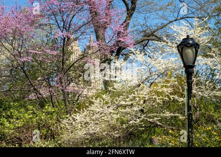 Un lampione nel parco centrale è incorniciato da splendidi alberi di primavera in fiore, New York City, USA Foto Stock