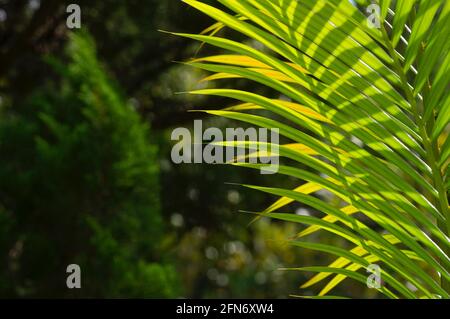 Foglie di palma gialle (Dypsis lutescens) fuoco selezionato, noto anche come palma di canna dorata, palma di areca, o palma di farfalla, per sfondo naturale Foto Stock