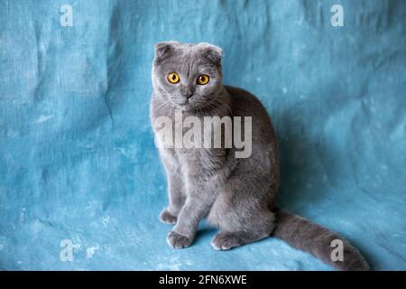 Gatto nero scozzese grigio su tela blu Foto Stock