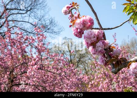 Gli alberi di ciliegio di Kwanzan forniscono una meravigliosa spruzzata di colore rosa vibrante al parco centrale nella primavera, New York, Stati Uniti Foto Stock