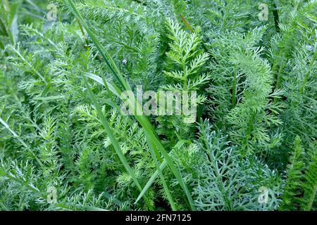 Achillea millefolium LASCIA SOLO Yarrow comune – foglie verdi fernlike finemente dissecate, maggio, Inghilterra, Regno Unito Foto Stock