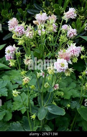 Aquilegia vulgaris ‘Winky Double Rose and White’ Columbine / il cofano di Granny Double Rose and White – doppia piega a campana bianca e rosa rosa Foto Stock