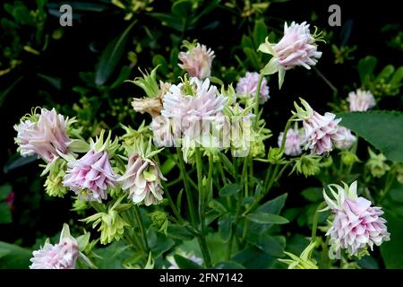 Aquilegia vulgaris ‘Winky Double Rose and White’ Columbine / il cofano di Granny Double Rose and White – doppia piega a campana bianca e rosa rosa Foto Stock