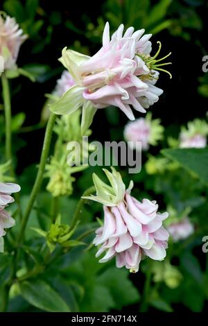 Aquilegia vulgaris ‘Winky Double Rose and White’ Columbine / il cofano di Granny Double Rose and White – doppia piega a campana bianca e rosa rosa Foto Stock