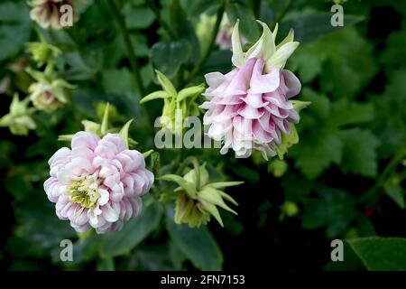 Aquilegia vulgaris ‘Winky Double Rose and White’ Columbine / il cofano di Granny Double Rose and White – doppia piega a campana bianca e rosa rosa Foto Stock