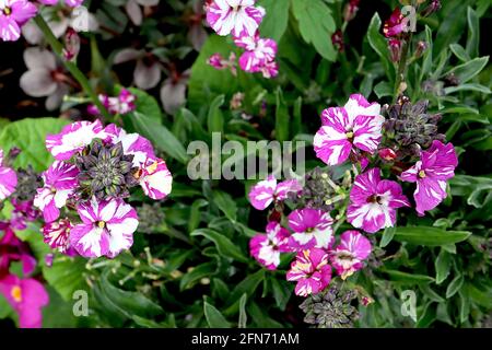 Erysimum cheiri ‘My Old Mum’ Wallflower My Old Mum – fiori bianchi striati di viola, maggio, Inghilterra, Regno Unito Foto Stock