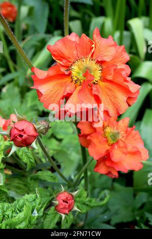 Geum ‘Scarlet Tempest’ avens Scarlet Tempest - fiori a forma di piattino rosso arancio e foglie lobate, maggio, Inghilterra, Regno Unito Foto Stock