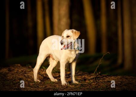 Labrador in una foresta al tramonto Foto Stock