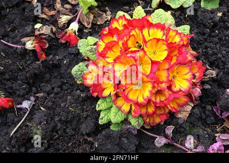 Primula polyanthus ‘Firecracker’ Primrose polyanthus Firecracker – grappolo di fiori gialli con riflessi arancioni e bordi rossi, maggio, Inghilterra, Regno Unito Foto Stock