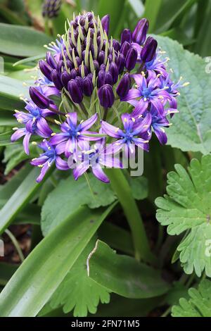 Scilla peruviana squill portoghese - fiori viola a forma di stella in racemi conici e grandi foglie a forma di cinghia, maggio, Inghilterra, Regno Unito Foto Stock