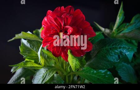 Montreal,Quebec,Canada,May 14, 2021.Dahila Caroline in full bloom.Credit: Mario Beauregard/Alamy News Foto Stock