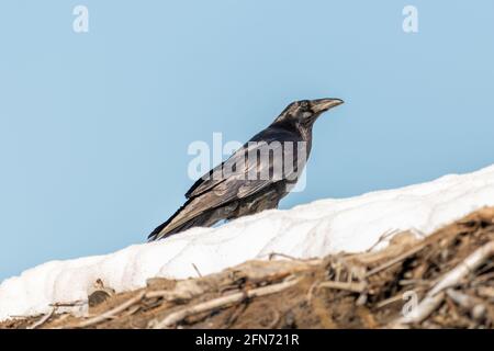 Corvo comune visto nel nord del Canada in piedi su un mucchio di neve con perfetto sfondo blu cielo. Foto Stock