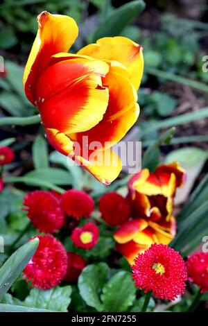 Tulipa ‘Reputation’ Triumph tulip 3 Reputation tulip – fiori rossi profondi, ampi bordi gialli, gambo viola, maggio, Inghilterra, REGNO UNITO Foto Stock