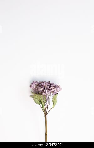 Dry porpora hydrangea fiore su sfondo bianco. Vista dall'alto, spazio copia Foto Stock