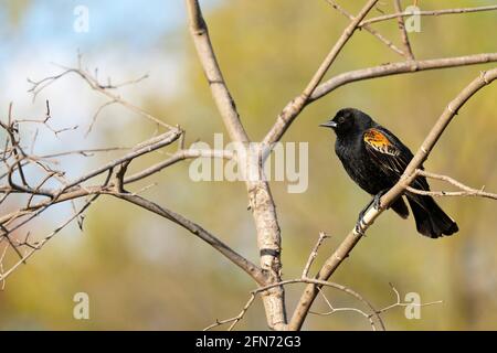 Uccello nero alato rosso, (Agelaius phoeniceus), giovane maschio, uccello Foto Stock