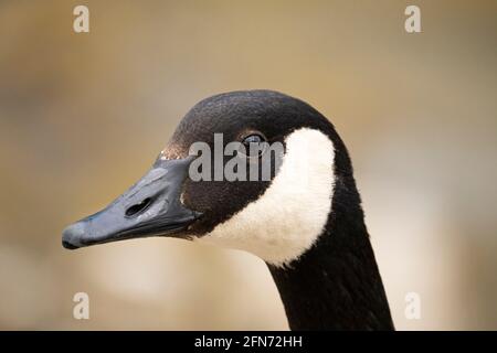 Canada Goose, Head, primo piano Foto Stock