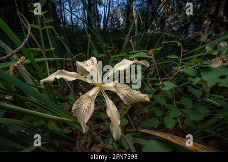 Long Tubed Iris (Iris macrosiphon) un fiore selvatico che cresce nella foresta delle montagne di Santa Cruz nella regione della baia di San Francisco in California. Foto Stock