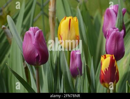 Tulipani porpora primaverile e gialli e rossi che fioriscono in verde giardino Foto Stock