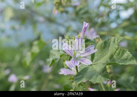 fiore e foglia della pianta di mallow comune su un giornata di sole all'aperto Foto Stock