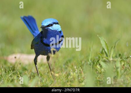 Un vivace maschio adulto blu Splendens Fairy-Wren (Malurus splendens) vicino Perth, Australia Occidentale Foto Stock