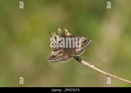 Una farfalla Dingy Skipper, Erynnis Tages, arroccato su una pianta con le sue ali aperte. Foto Stock