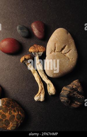 Funghi psilocibe cubensis secchi su fondo nero, giacitura piatta. Scrooms magici Maestro d'oro. Ispirazione psichedelica. Erbe naturali il Foto Stock
