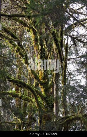 vecchio albero verde luminoso nella foresta pluviale coperta di muschio Foto Stock