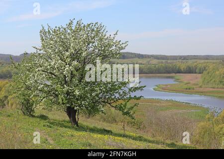 Albero di mele in fiore sul piccolo Rummelsberg, sullo sfondo il lago Wesensee vicino a Brodowin Foto Stock