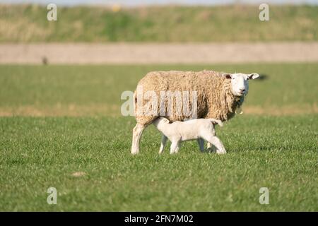 Madre pecora e i suoi agnelli gemelli bere latte dalla pecora. In primavera mattina Foto Stock