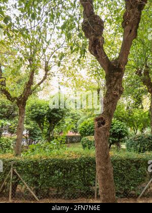 Giardino comunitario con molta vegetazione, arbusti e alberi in una giornata estiva Foto Stock