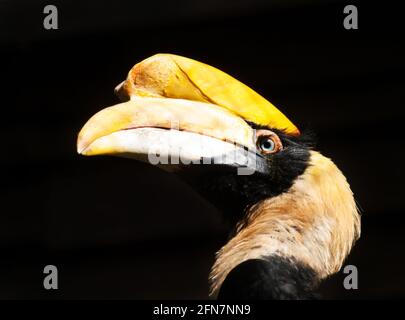 Ritratto di becco di fiuto - Buceros bicornis Foto Stock