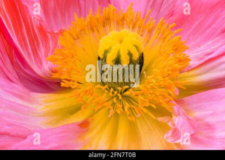vista dall'alto macro vibrante del cuore interno di a. fiore singolo di papavero di seta rosa gialla Foto Stock